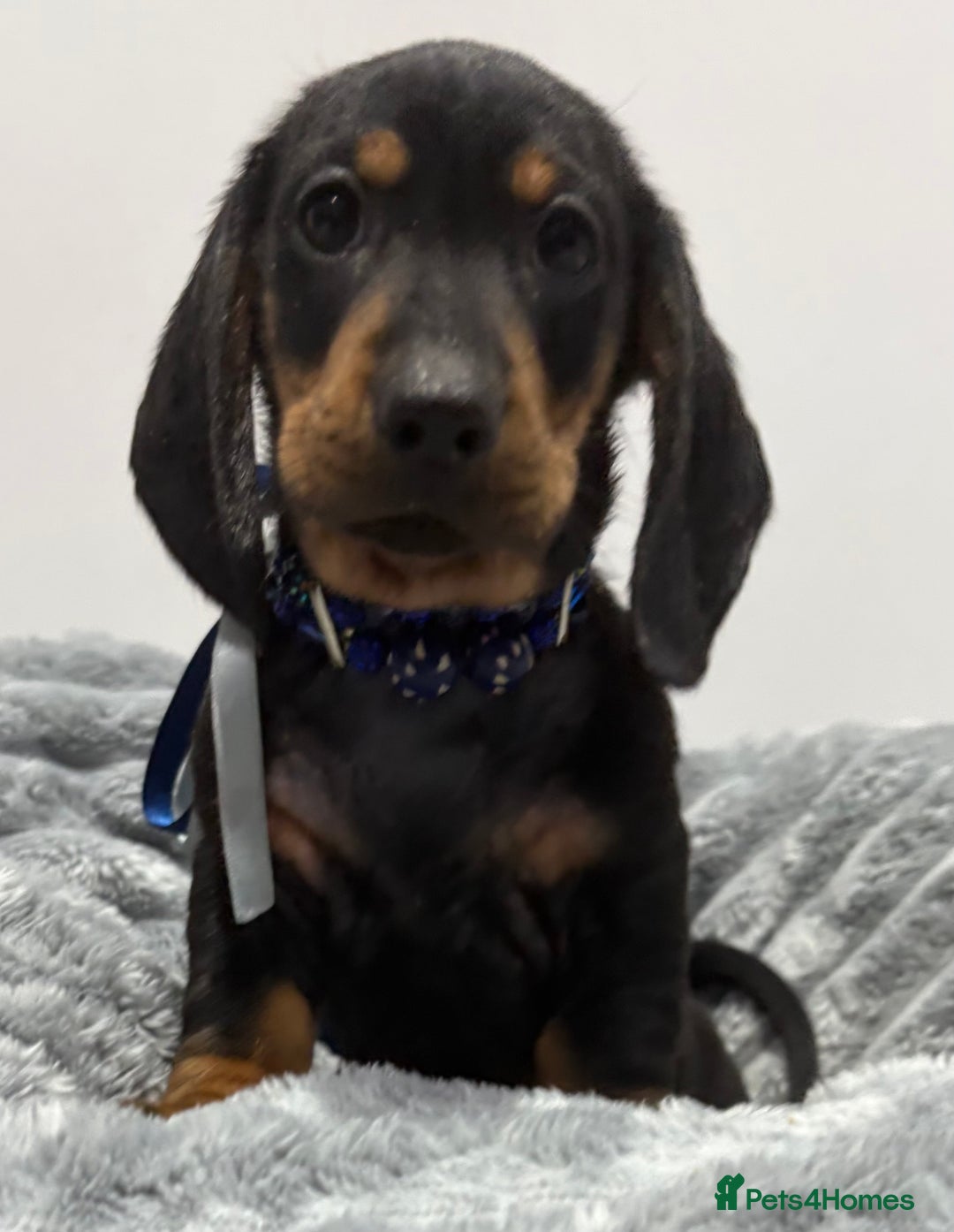 Miniature Dachshund dogs for sale: Gorgeous Miniature Dachshunds - Advert 13