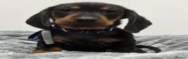 Miniature Dachshund Puppy 1