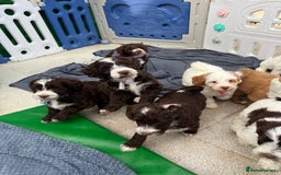 Mixed Breed dogs for sale: Mega Coated Schnockerpoo puppies - Image 35