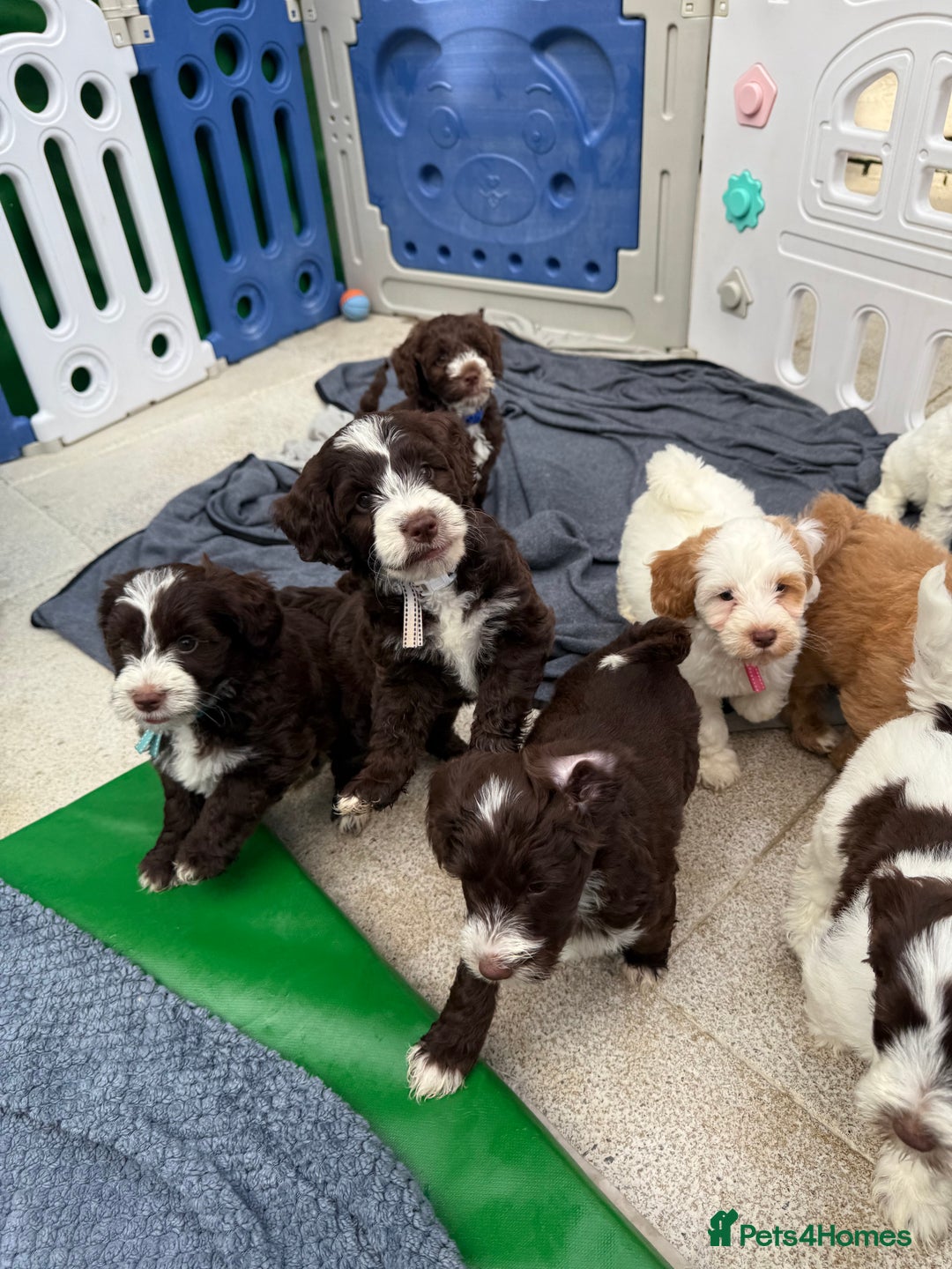 Mixed Breed dogs for sale: Mega Coated Schnockerpoo puppies - Image 35