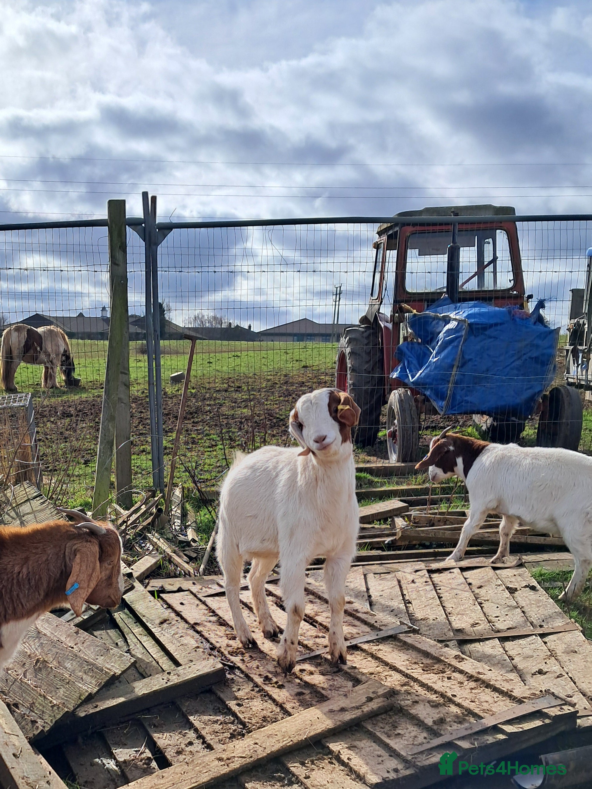 Goats livestock For Sale Boer Goats - Advert 10