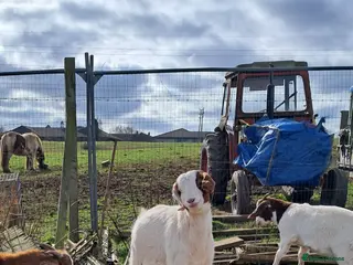 Goats livestock For Sale Boer Goats - Advert 7