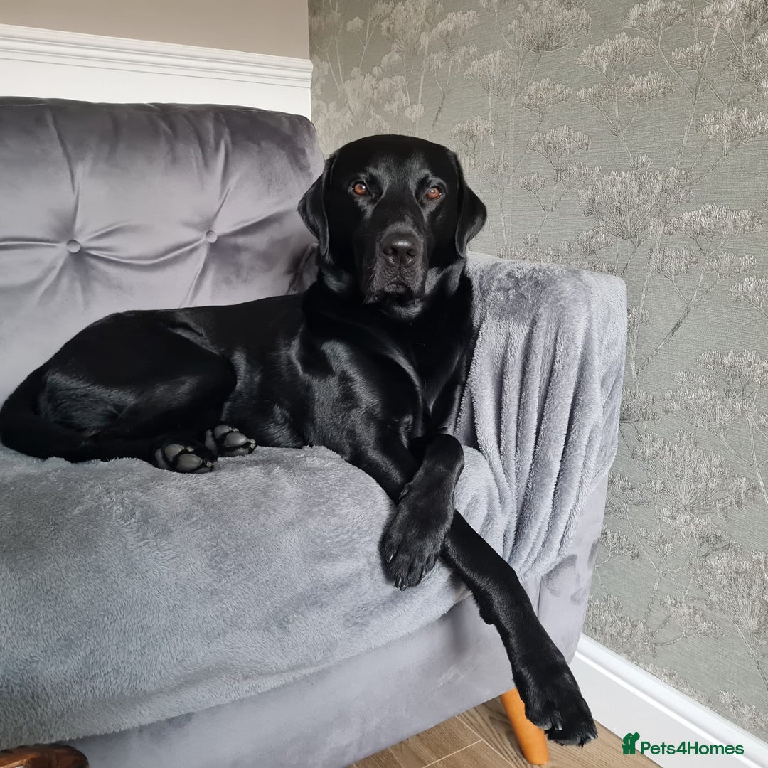 Labrador Retriever dogs for stud: Health tested Labrador retriever proven stud in Kirkliston - Image 5