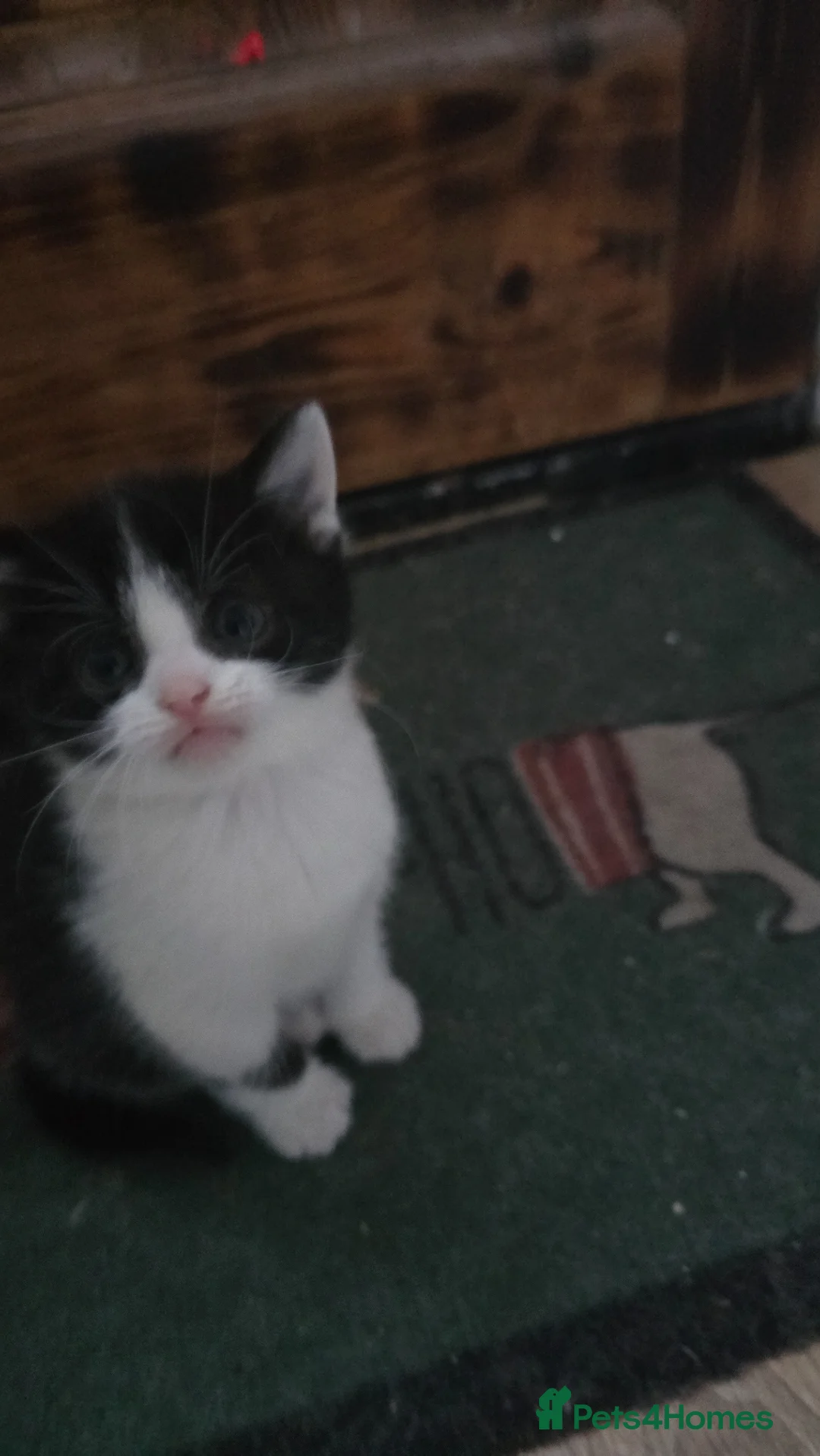 Mixed Breed cats for sale: Lovely 3 kittens 😸 ♥️ 2girls 1boy  - Advert 2