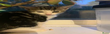 Mixed Breed Kitten 4