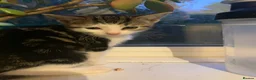 Mixed Breed cats for sale: Kittens looking for a loving home  - Advert 3