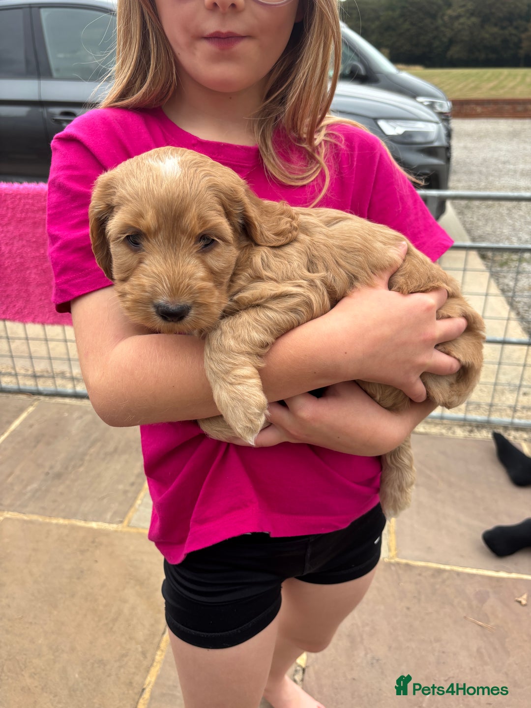 Cockapoo dogs for sale: Cockapoo Puppies  - Image 6