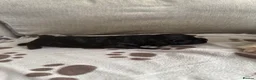 Mixed Breed dogs for sale: Springer-Poo puppies READY NOW. - Advert 29