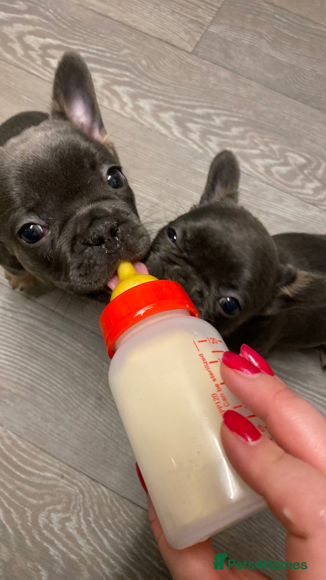French Bulldog dogs for sale: Adorable Purebred Female French Bulldogs Ready! - Advert 21