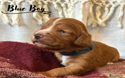 Cocker Spaniel dogs for sale: Stunning Red Working Cocker Spaniel Pups - Image 15