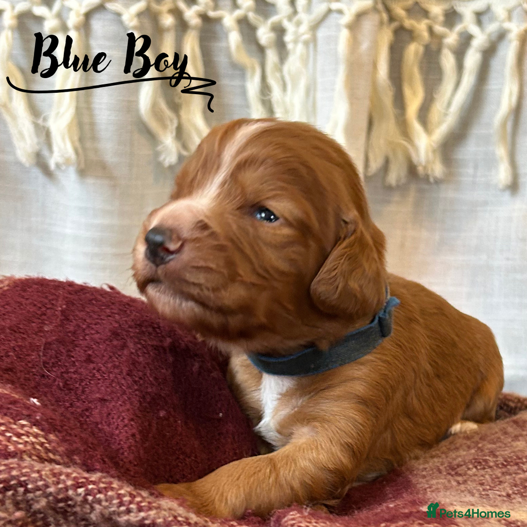 Cocker Spaniel dogs for sale: Stunning Red Working Cocker Spaniel Pups - Image 15