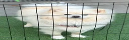 Pomeranian dogs for sale: cream pomeranian  in Erith - Advert 4