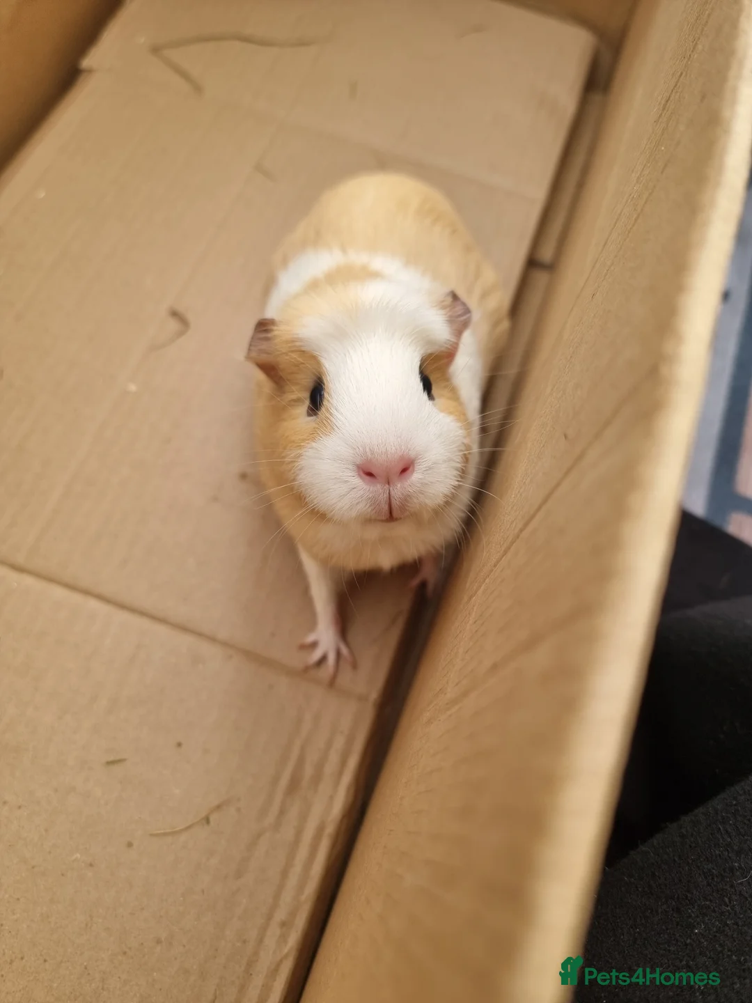 Guinea Pig rodents for sale: 6 Healthy Young Guineas for sale  - Advert 7