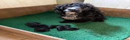 Mixed Breed dogs for sale: Miniature wirehaired Dachshund X Cocker Spaniel  - Advert 2