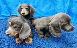 Miniature Dachshund dogs for sale: LONG HAIRED MINI KC REG PRA CLR  - Image 7