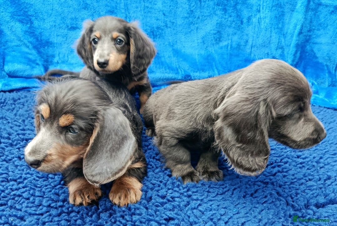 Miniature Dachshund dogs for sale: LONG HAIRED MINI KC REG PRA CLR  - Image 7