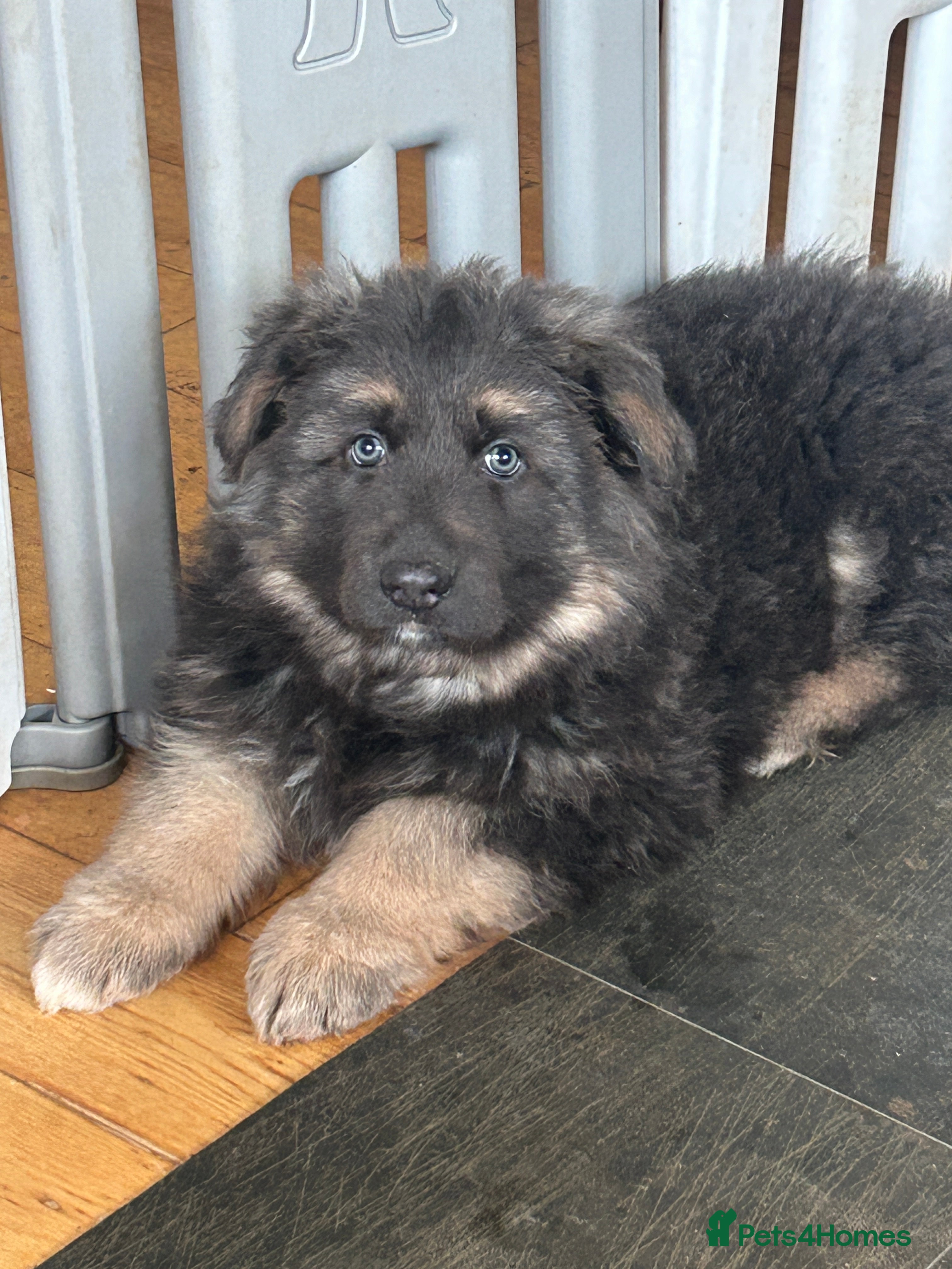 German Shepherd dogs Stunning blue German shepherd puppies  - Advert 16