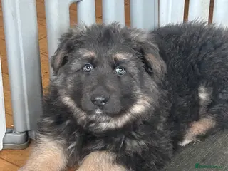 German Shepherd dogs Stunning blue German shepherd puppies - Advert 16