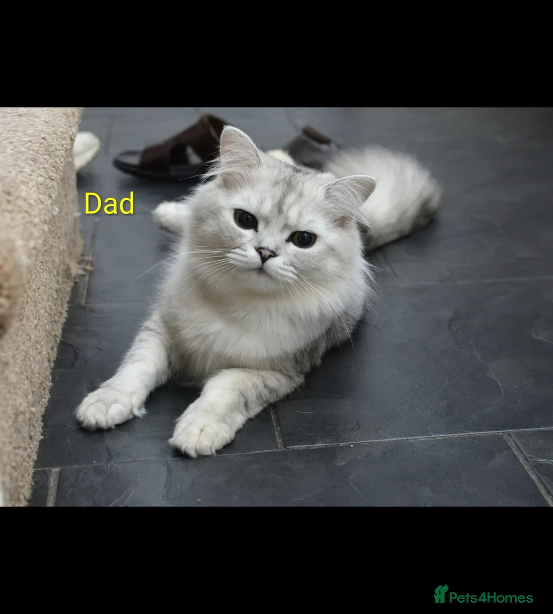 Persian cats for sale: 🌟 Stunning Registered Persian Kittens 🌟 in Romford - Advert 9