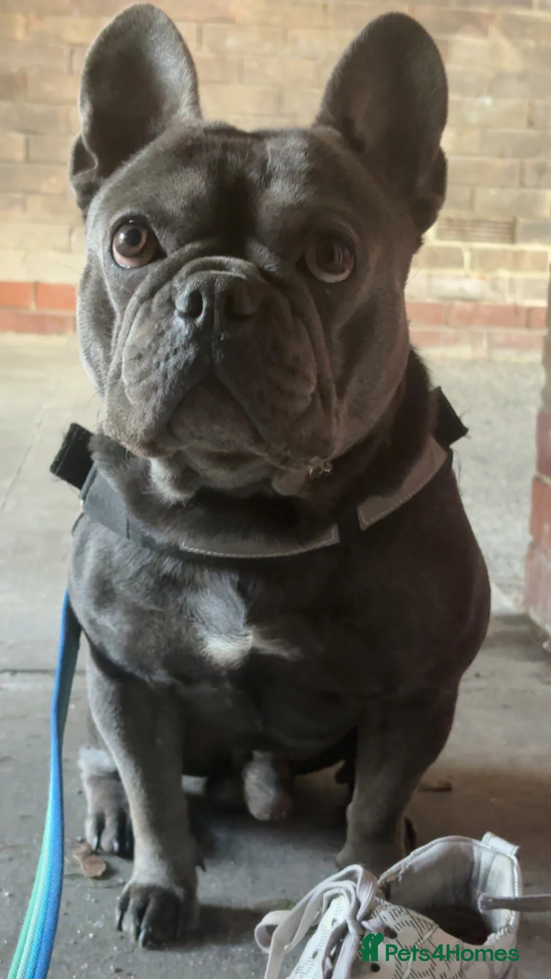 French Bulldog dogs for sale:  Loving Companion Seeking Forever Home 🏡 - Advert 1