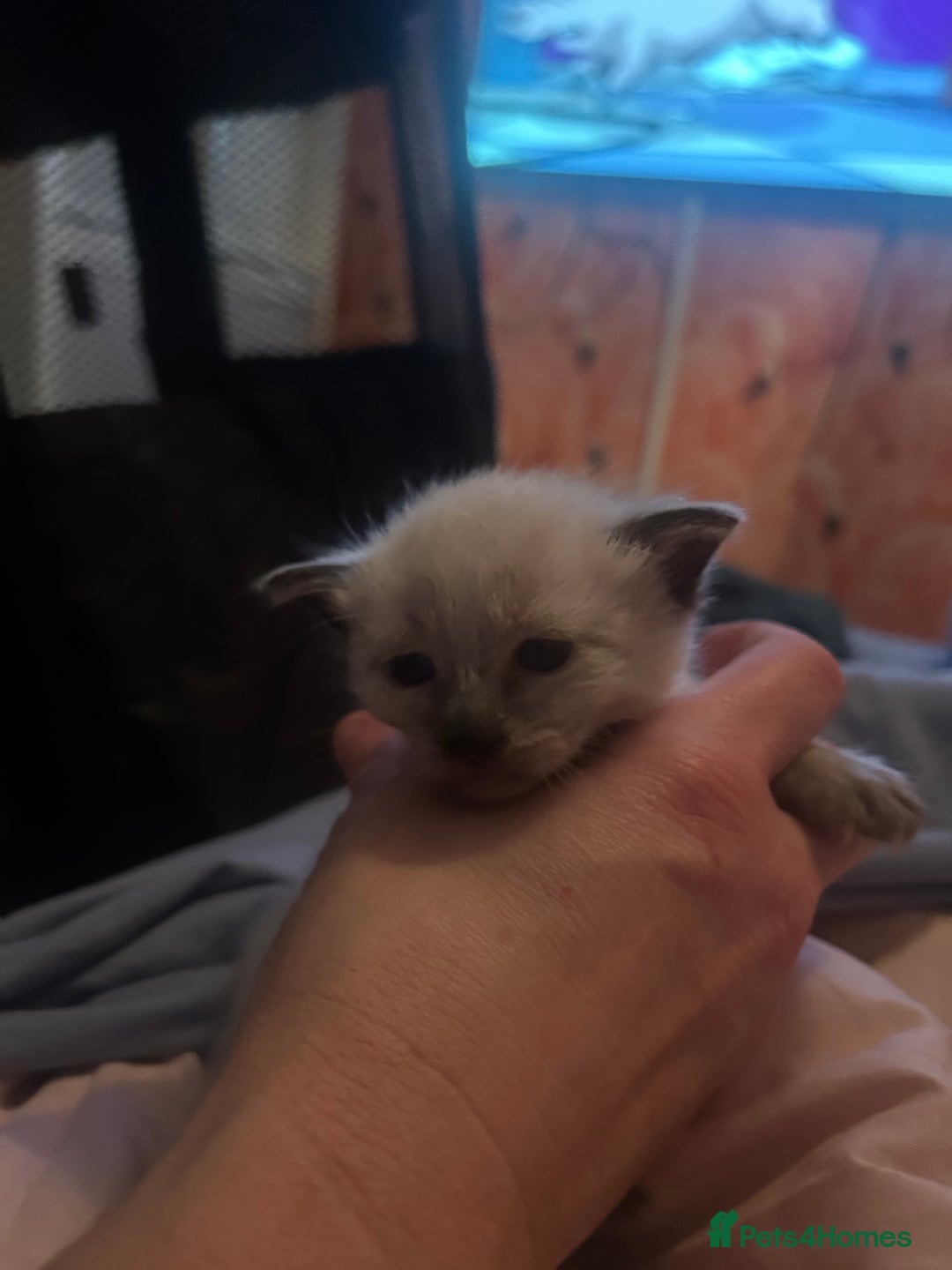 Siamese cats for sale: 6 adorable Siamese kittens  - Advert 7