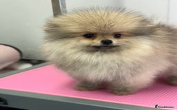 Pomeranian dogs for sale: Stunning Pomeranian Boy ready for walkie  - Image 3