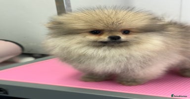 Pomeranian dogs - Advert 14