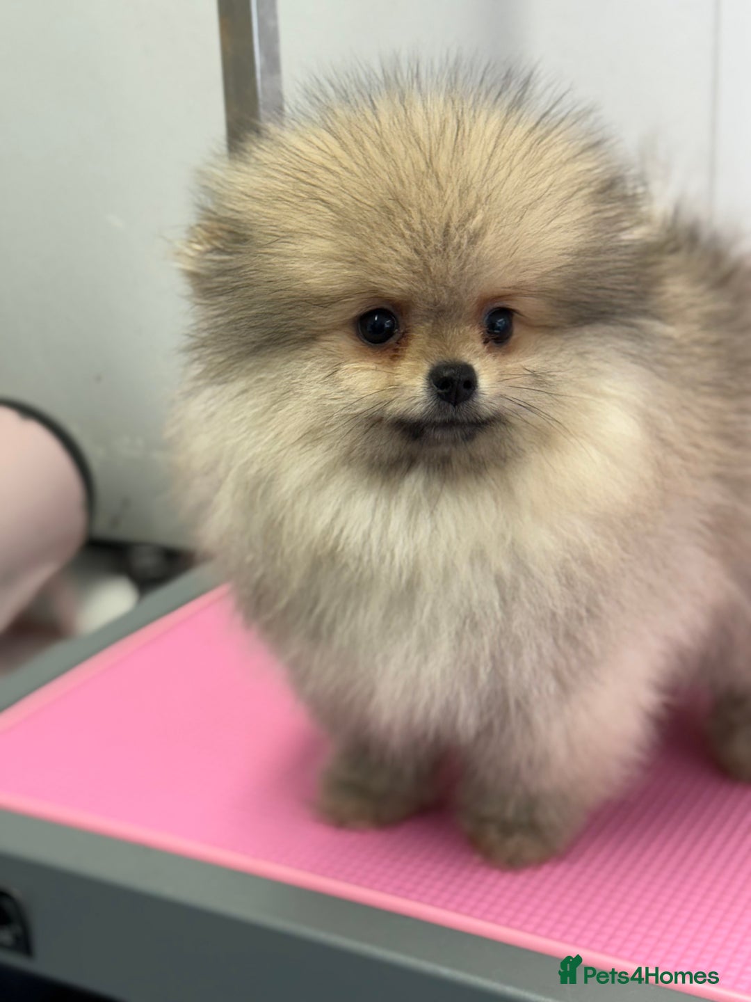 Pomeranian dogs for sale: Stunning Pomeranian Boy ready for walkie  - Image 3
