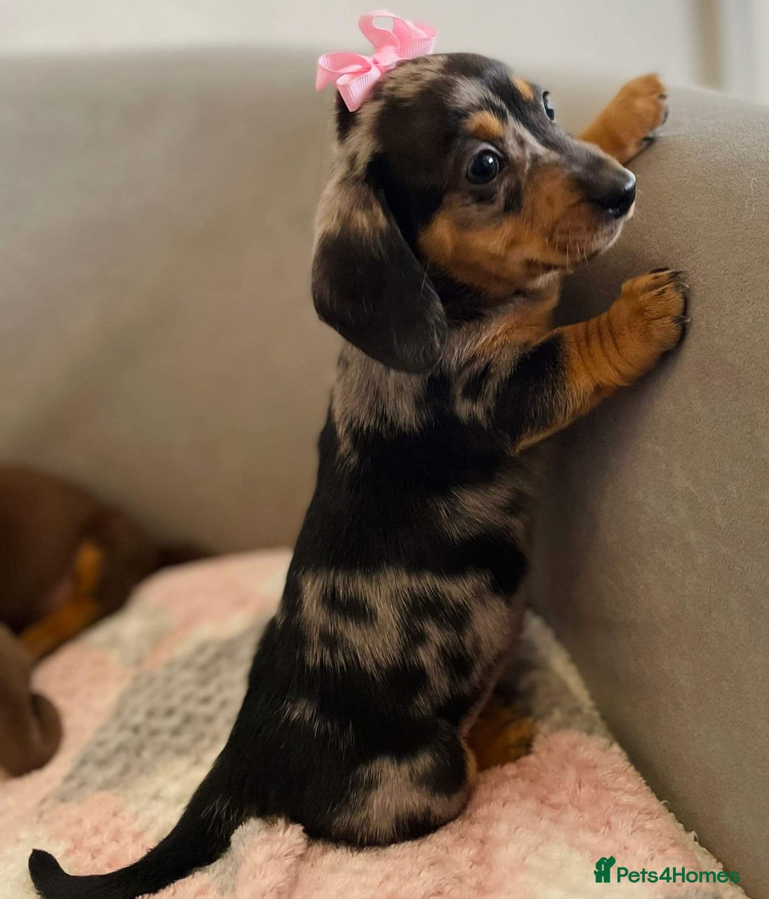 Miniature Dachshund dogs for stud: miniature Isabella and tan dapple stud in Willenhall - Advert 7
