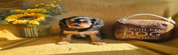 Cavalier King Charles Spaniel dogs for sale: Beautiful  Cavalier  puppies  - Advert 15