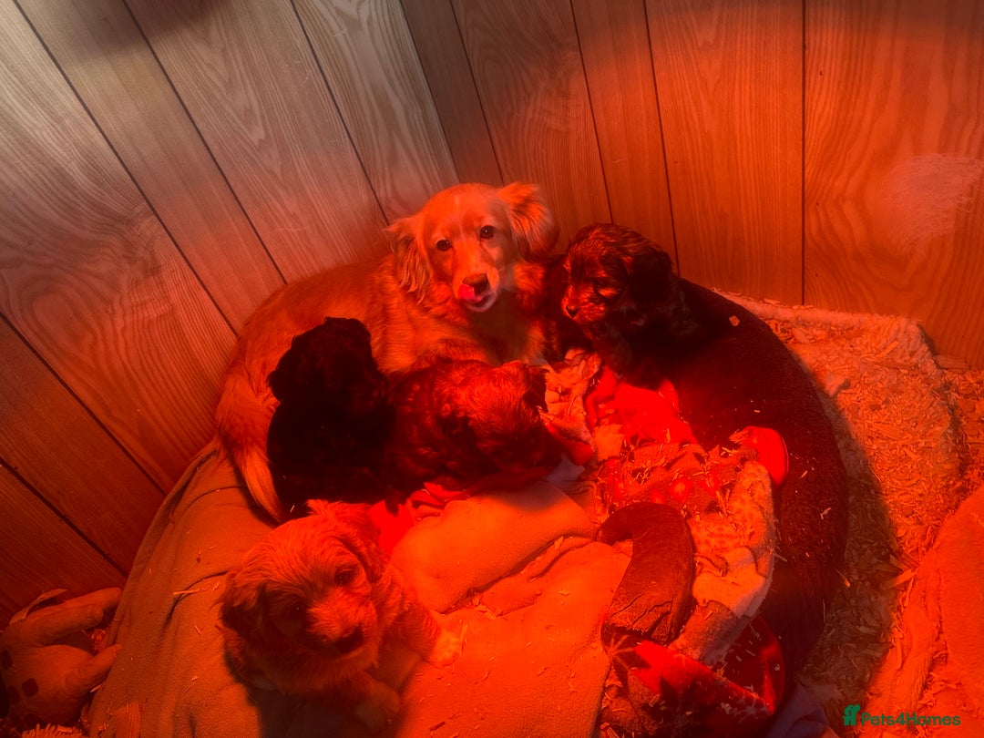 Mixed Breed dogs for sale: What beautiful puppies these are ❤️ - Advert 11