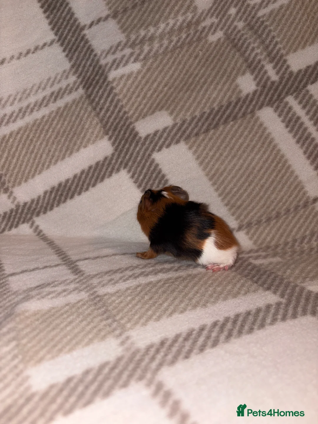 Guinea Pig rodents for sale: Baby male guinea pig in Hull - Advert 7