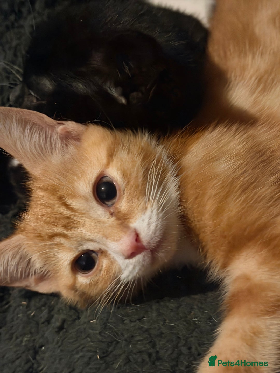 Mixed Breed cats for sale: Adorable Fluffy Kittens - Advert 10