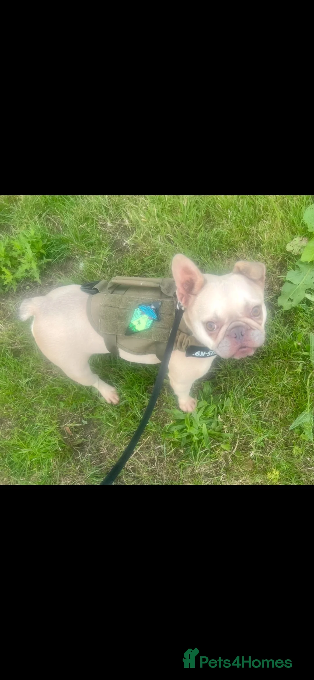 French Bulldog dogs for sale: Looking for a new home for the gorgeous Odyssey - Advert 2
