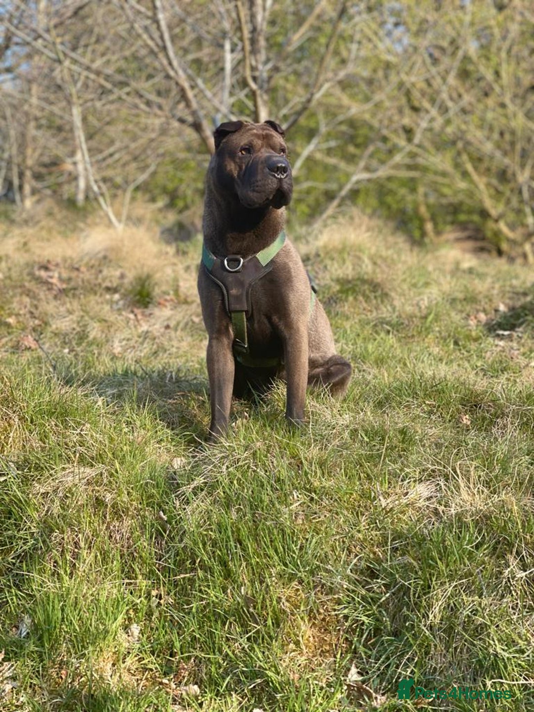 Shar Pei dogs for stud: Handsome Shar Pei available for stud in Ashton-under-Lyne - Advert 3