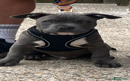 Mixed Breed dogs for sale: Bluey the beautiful boy  - Image 1