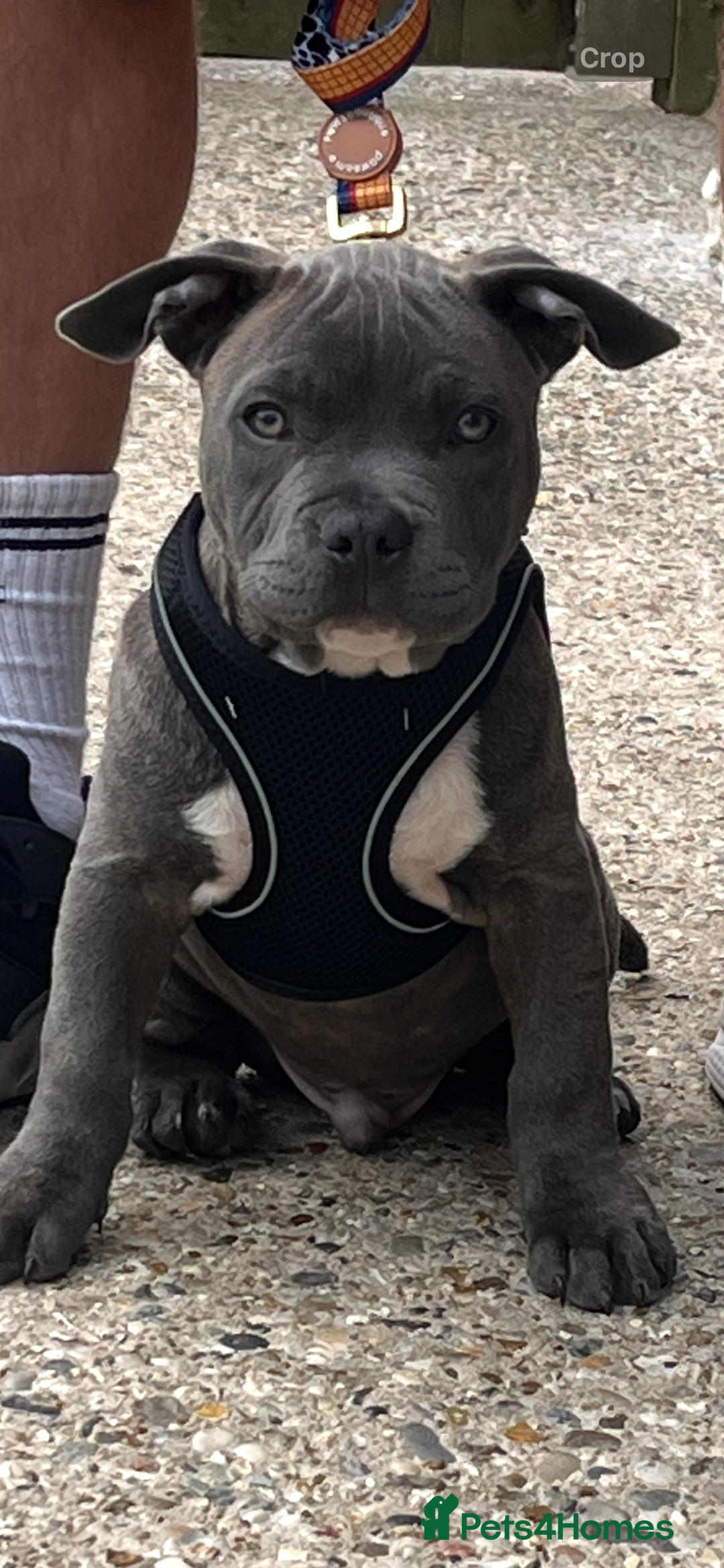 Mixed Breed dogs for sale: Bluey the beautiful boy  - Image 1