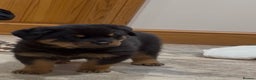 Rottweiler dogs for sale: 2 Big chuncky female Rottweiler puppies - Advert 13