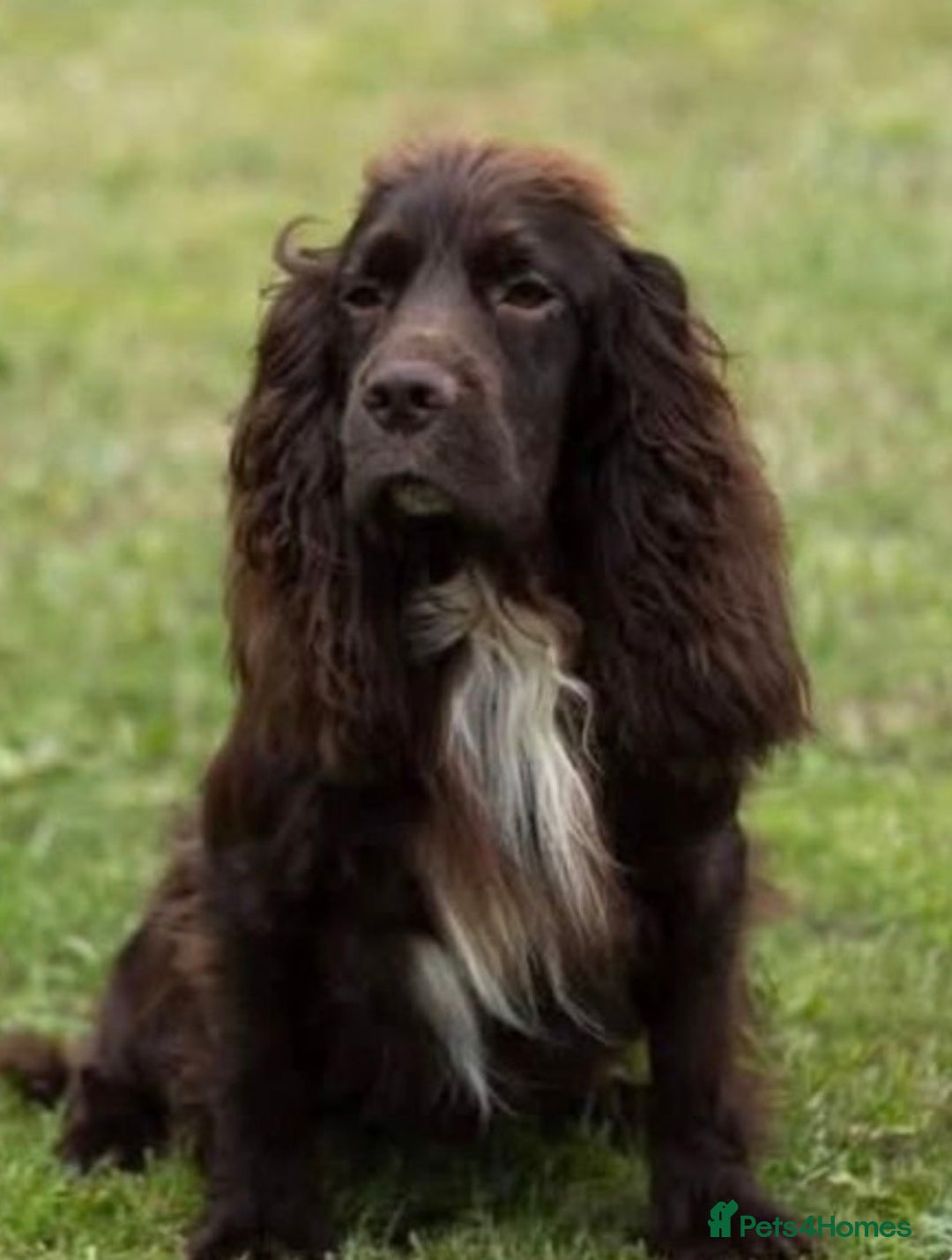 Cocker Spaniel dogs for sale: Beautiful cocker spaniel puppies 🐶 - Advert 4
