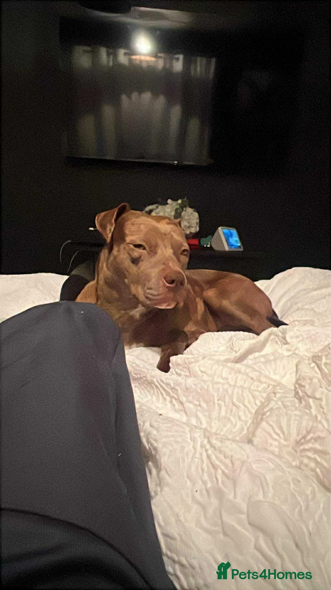 Mixed Breed dogs for sale: American bulldog cross  - Advert 2