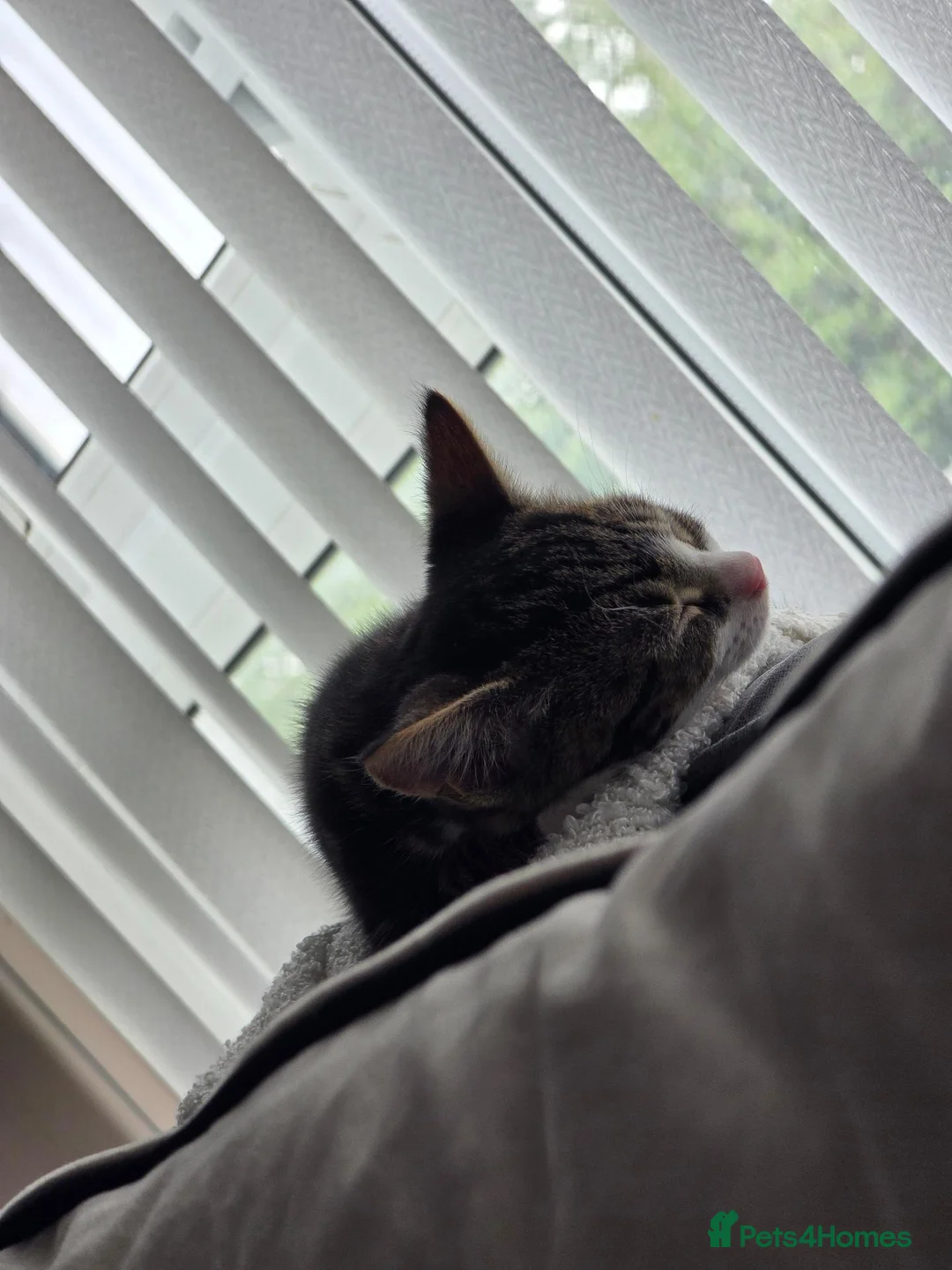Mixed Breed cats for sale: Tabby Female Kitten  - Advert 2