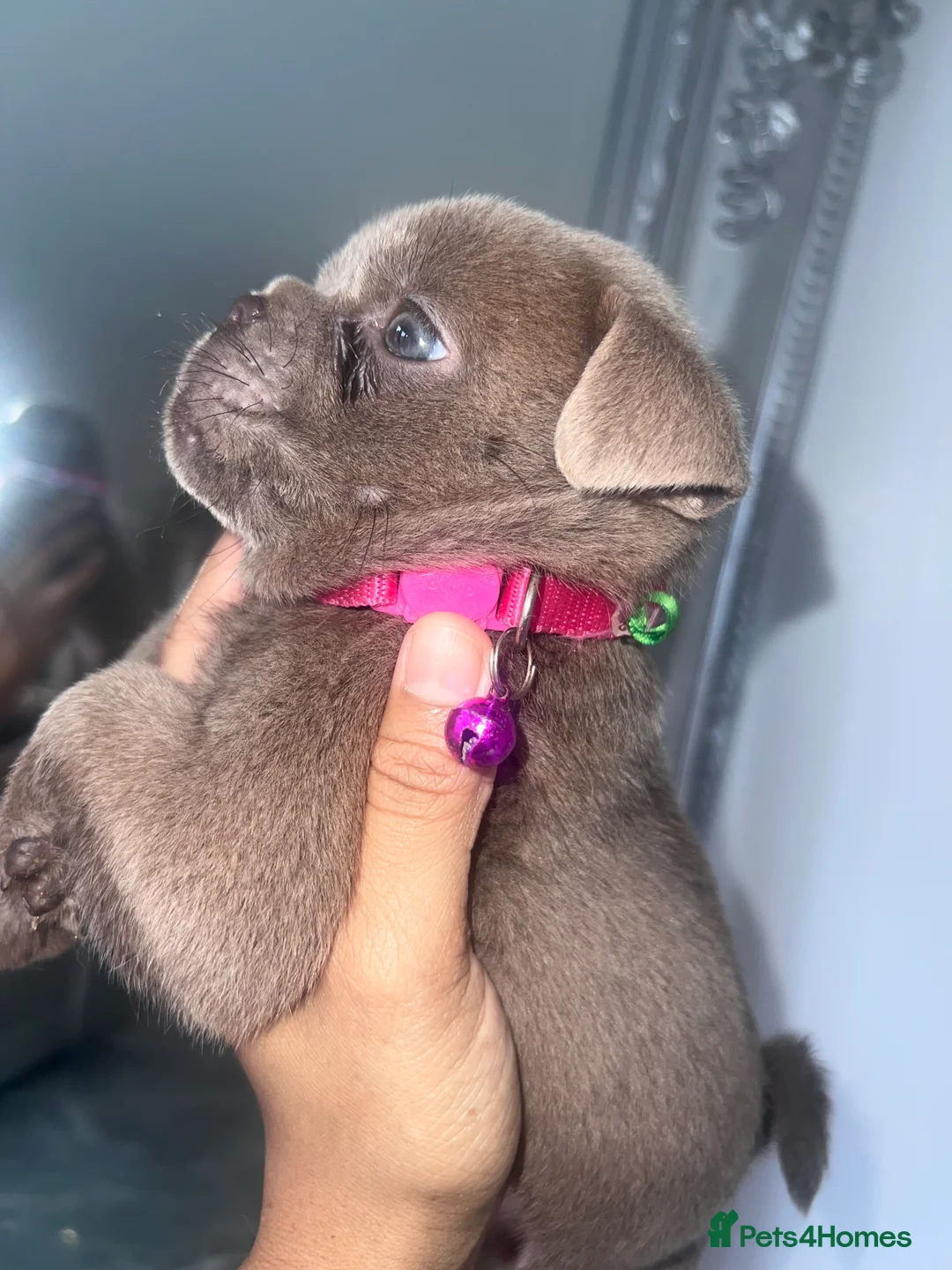 Mixed Breed dogs for sale: Chow Chow × Puppies  - Advert 15