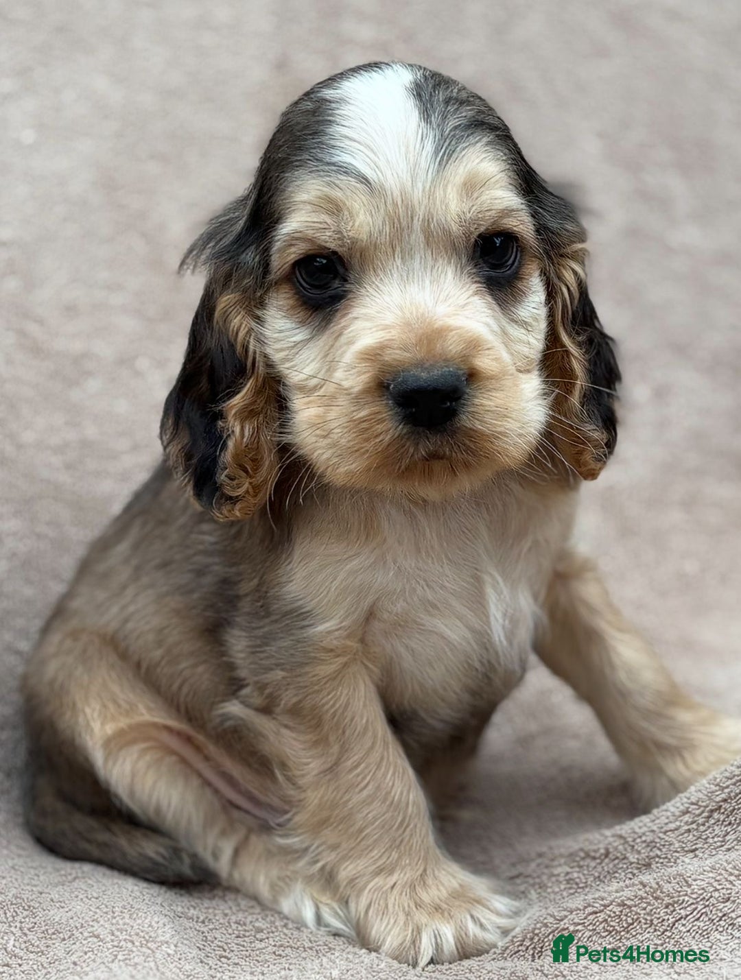 Cocker Spaniel dogs for sale: Show cocker spaniel puppies  - Image 8
