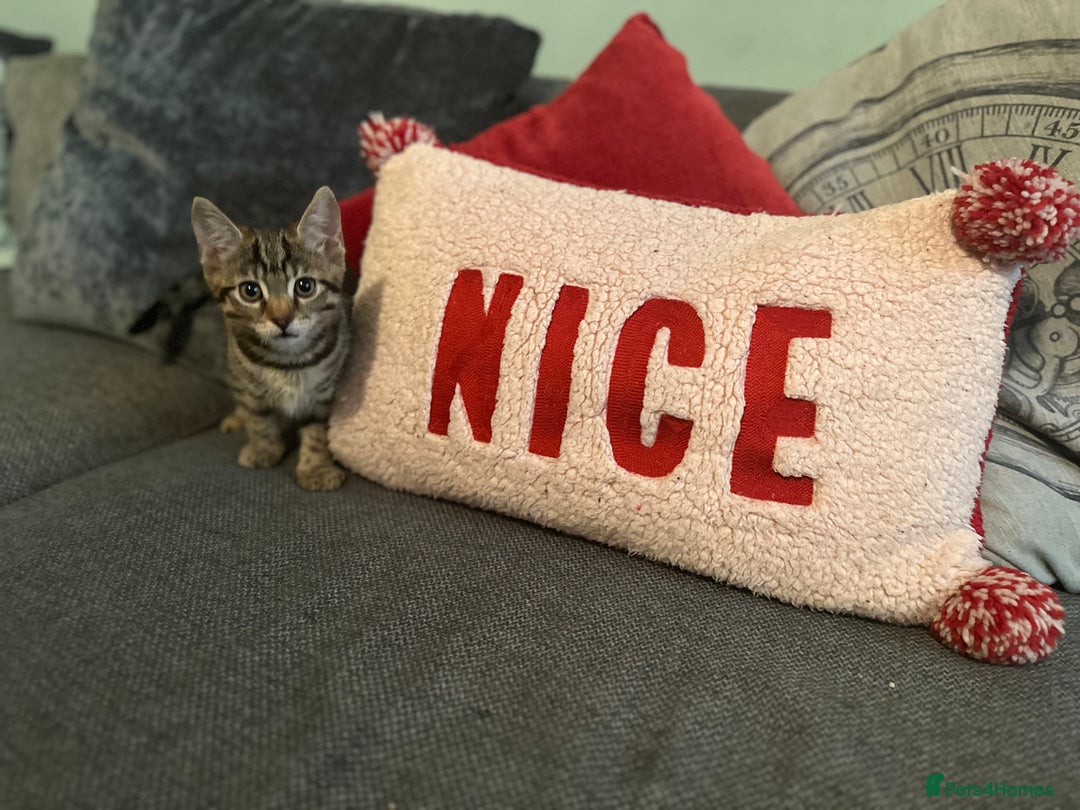 Mixed Breed cats for sale: Tabby kitten  - Advert 1