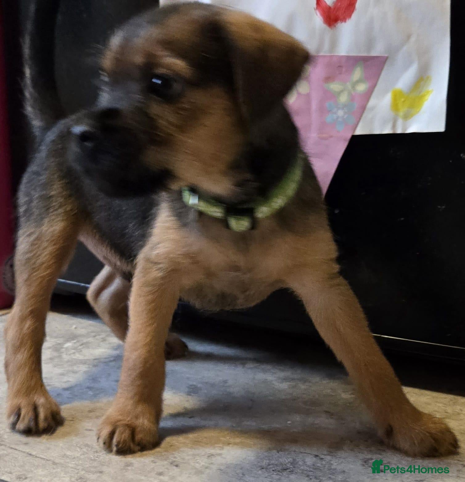 Border Terrier dogs **Border Terrier Puppies** - Advert 19