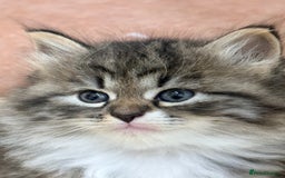 Siberian cats for sale: Pure Siberian kitten  - Image 4