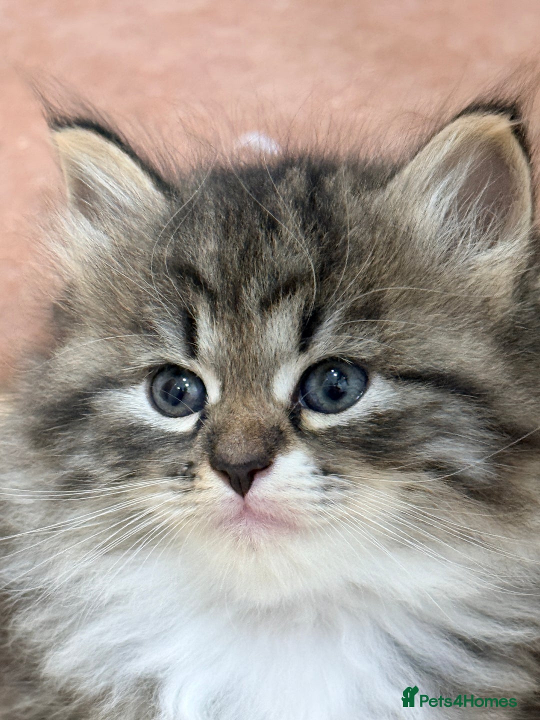 Siberian cats for sale: Pure Siberian kitten  - Image 4