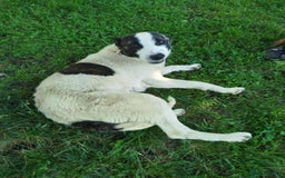 Mixed Breed dogs for adoption: Piper, 1.5 yrs approx. Available for adoption. - Image 1