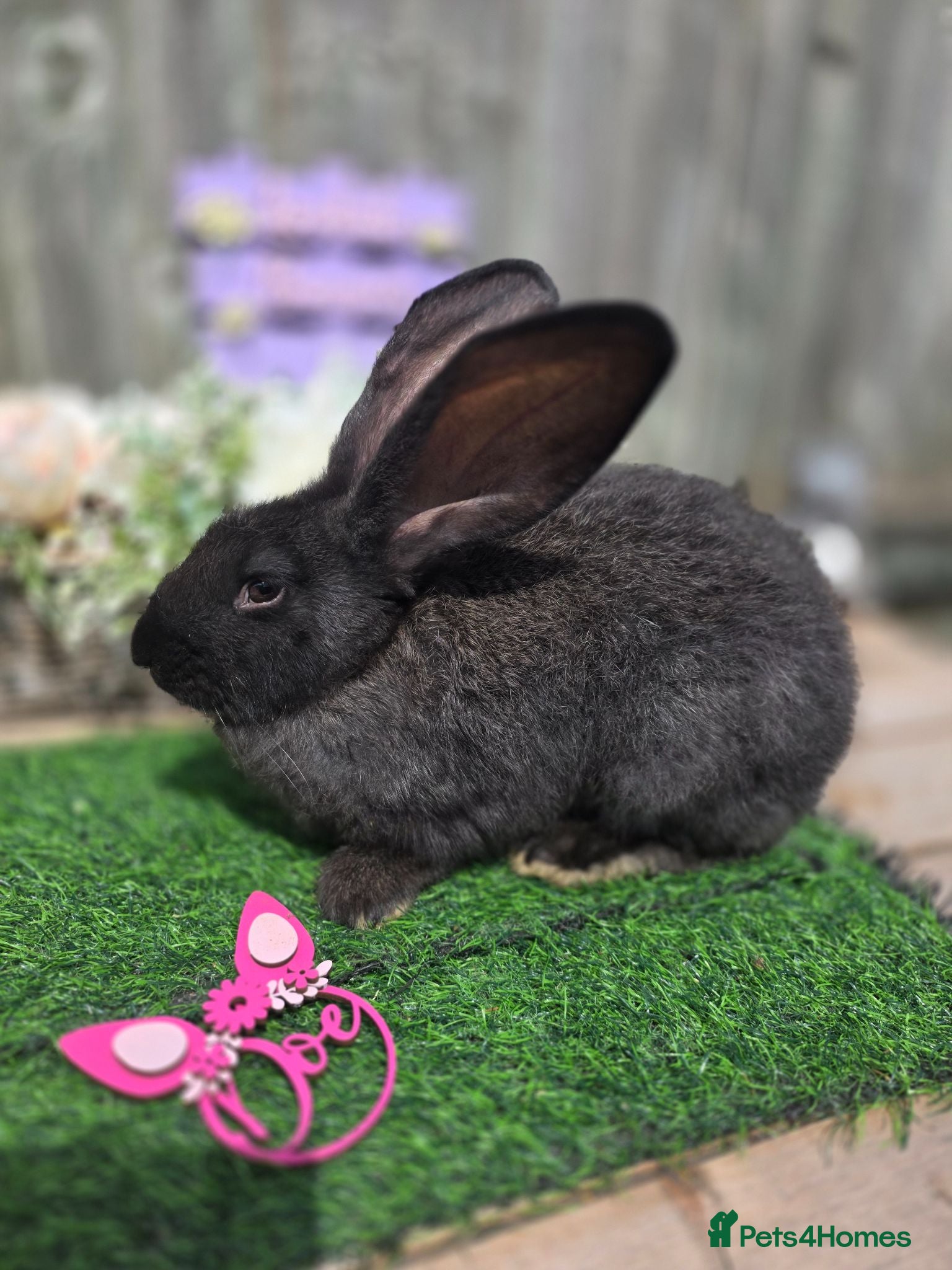Continental Giant rabbits UNRELATED Doe & Buck available.  - Advert 2