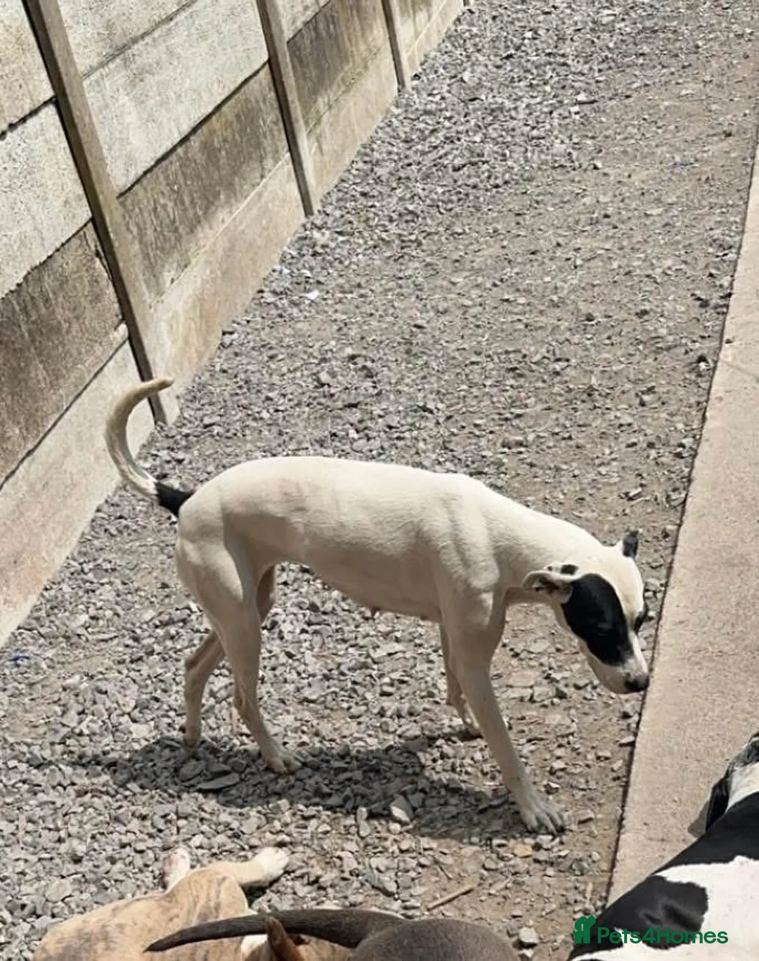 Mixed Breed dogs for sale: American bulldog cross greyhound - Advert 2